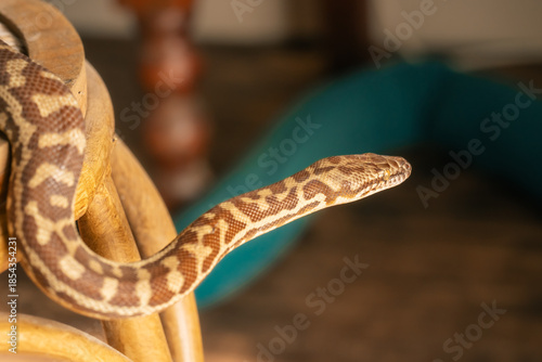 A pet Stimson Python exploring inside home