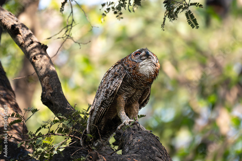 A Mottled owl perched on a tree branch in a forest. Detailed close up of a wild nocturnal bird in its natural habitat with a blurred green background.