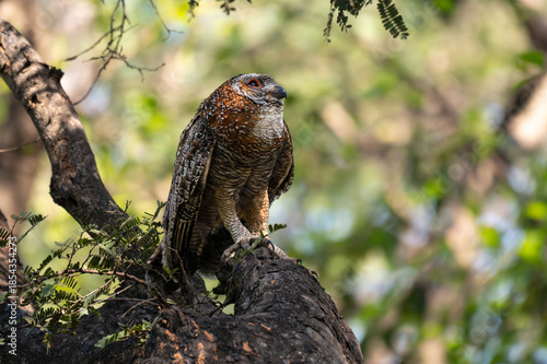 A Mottled owl perched on a tree branch in a forest. Detailed close up of a wild nocturnal bird in its natural habitat with a blurred green background.