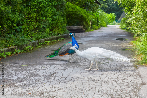 A blue peacock and a rare albino peacock strut around the zoo.