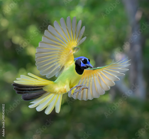 green jay (Cyanocorax luxuosus) in flyght against mosaic background of forest canopy which makes a good camuflage,  Bentsen RIo Grande Valley State Park, Texas, USA.