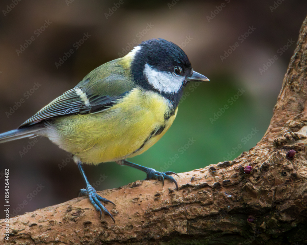 Fototapeta premium Great Tit, Parsus Major, perched and looking for grubs Far Pastures, Rowlands Gill, November 2025