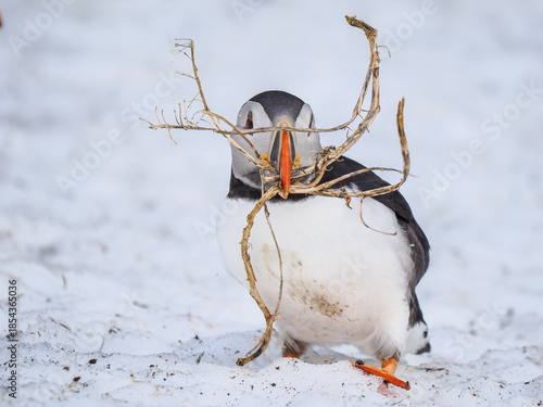 Atlantic Puffin (Fratercula arctica) carrying nesting material in its beak on a snowy ground, Hornøya Island, Norway
