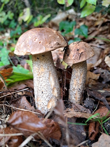 Vermutlich Birkenröhrling (Leccinum scabrum)