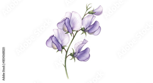 Illustration of a Branch with Delicate Purple and White Sweet Pea Flowers graphic design isolated on a transparent background