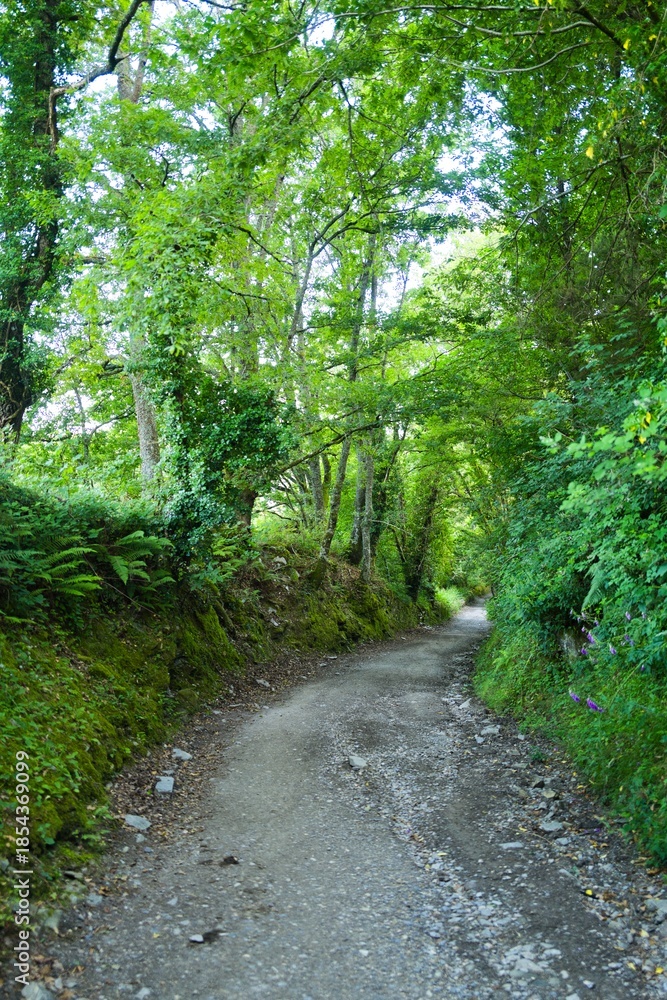 Fototapeta premium 나무, 경로, 네이처, 길거리, green, 경관, 공원, 산책로, 여름, 봄, 통로, 걷다, 국가, 보도, 경치, 목초, beautiful, 나뭇잎, 길, 단풍