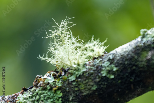 Lichen on tree branch