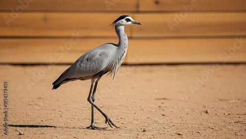 Graceful White-Necked Heron Walking on Sandy Ground in Natural Habitat.
