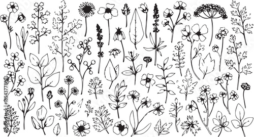 A collection of hand-drawn botanical elements, flowers, and leaves in black and white