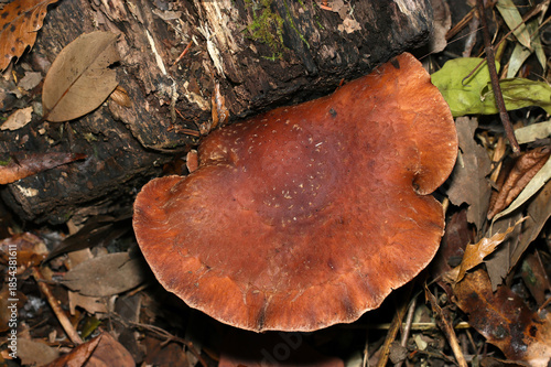 おいしそうな大きく扁平に育つ天然シイタケキノコ（アウトドアフィールド菌・キノコ類マクロ撮影）