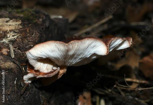 朽ち木の脇から雲海のごとく、大きく扁平に広がる天然シイタケキノコ株（アウトドアフィールドキノコ類マクロ撮影）