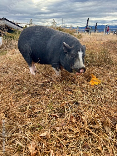 Curious domestic pig foraging in dry grass on a rural farm under cloudy skies, showcasing rustic countryside life and natural animal behavior.