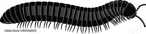 Black silhouette of a long millipede or centipede with many legs and antennae, creepy crawler insect pest isolated on white background,