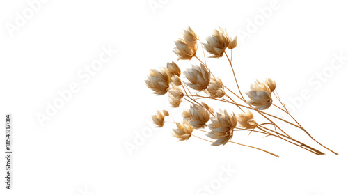 Delicate dried flower heads with thin golden stems create a minimalist botanical composition perfect for tranquil natureinspired backgrounds and organic design projects