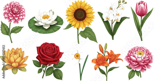 Collection of beautiful flower vector illustrations including red rose yellow sunflower pink tulip white lily and orchid isolated on a white background