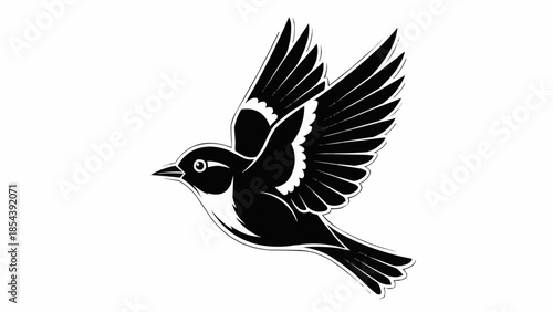 black and white bird