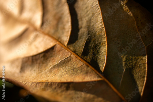 A close-up view of a colorful leaf showing natural texture and patterns in green, red, yellow, and brown