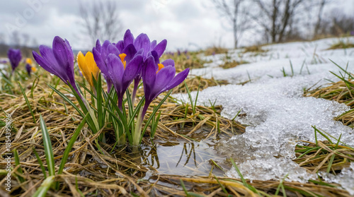 Crocuses push through thawing snow and soggy grass in an early spring field. Small purple and yellow blooms signal seasonal change and renewal. Melting puddles and cloudy sky create a cold, wet atmosp