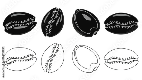 A collection of cowrie shells in various orientations and views