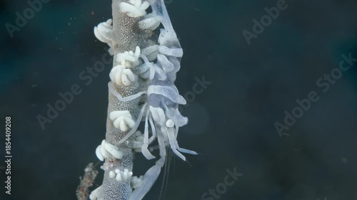 A shrimp sits on a wire coral, moving its legs. Zanzibar whip coral shrimp (Dasycaris zanzibarica) Indo-Pacific, 1,4 cm. ID: toothless rostrum, white transverse banding.