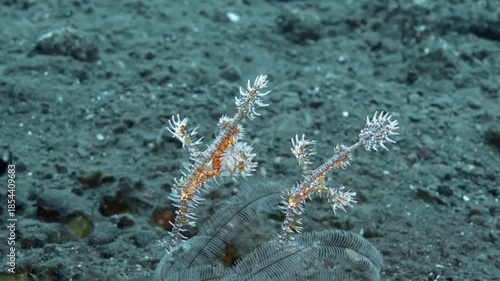 Two fish swim head down near the bottom of a tropical sea. Harlequin Ghostpipefish (Solenostomus paradoxus) 12 cm. Variable coloration. Often near crinoids. Mostly pelagic, settling to breed.