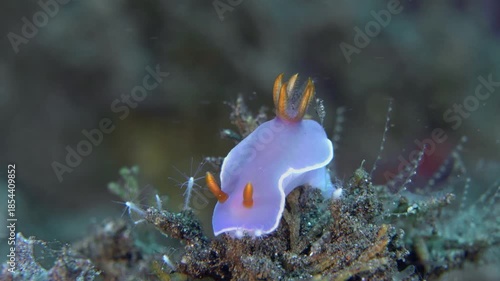 Red-Spotted Hypselodoris (Hypselodoris iba) 40 mm. Coloration variable. Anterior mantle margin often with bright orange and red bands. Rhinophores and gills orange to red.
