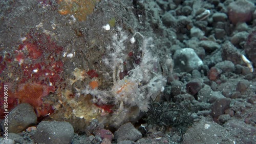 A decorator crab has covered itself in pieces of seaweed and is walking along a rock lying on the bottom of a tropical sea.
