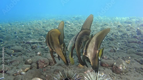 A school of striped fish swims near the rocky bottom of a tropical sea. Blanthead Batfish (Platax teira) 70 cm. ID: distinct dark spot near pelvic fin base. Juveniles deep-bodied.