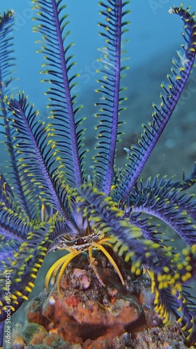 The crab hides under a sea lily that holds on with its feet to a stone lying on the sea floor. Feather star squat lobster (Allogalathea elegans). 