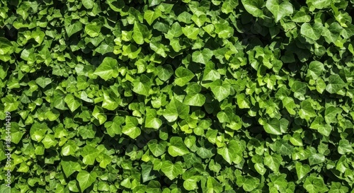 Abundant green ivy cascading foliage creates a verdant natural tapestry  landscape