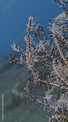 A fish swims in blue water next to a sea lily on the seabed, camouflaged as it. Harlequin Ghostpipefish (Solenostomus paradoxus) Variable coloration. Often near crinoids.