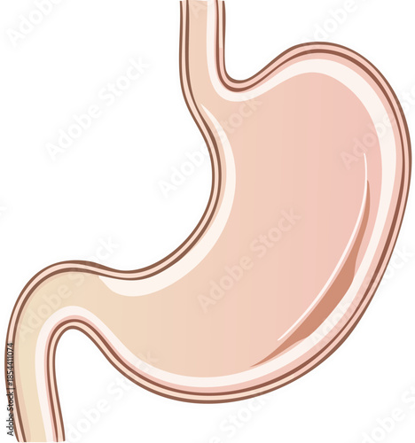 Minimalist outline vector icon of human stomach, digestive organ symbol, simple rounded shape