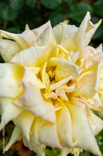 白いばらの花の接写