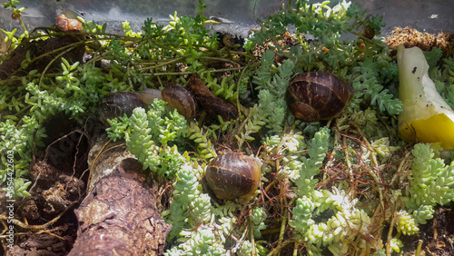 Snails in the garden. 