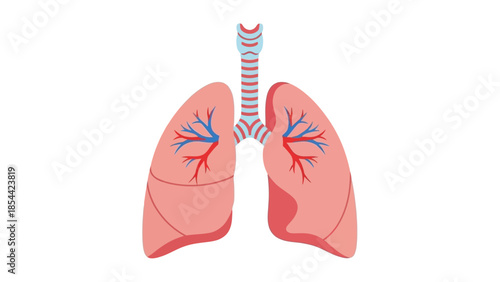 Illustration of human lungs with bronchi and trachea in vector style