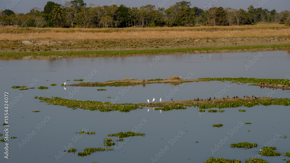 Naklejka premium Flock of Lesser Whistling Ducks or Dendrocygna javanica also known as Indian Whistling ducks and Egret at Kaziranga National Park wetland wide shot
