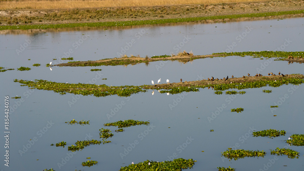 Obraz premium Flock of Lesser Whistling Ducks or Dendrocygna javanica also known as Indian Whistling ducks and Egret at Kaziranga National Park wetland mid close shot