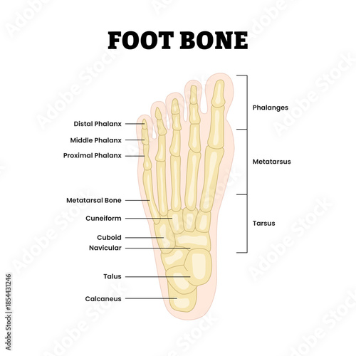 Foot bone structure diagram anatomy as feet bone skeletal education. Labeled phalanx, phalanges, metatarsus, cuboid, tarsus, talus. Medical education poster flat vector illustration.