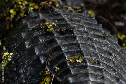 Fotografie The scaly skin of an American alligator (Alligator mississippiensis), in south F
