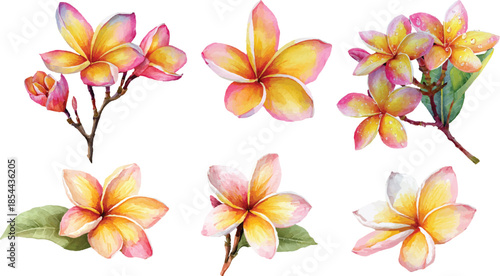 frangipani flower isolated on white