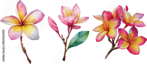 pink and yellow flowers