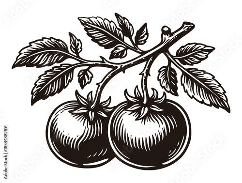 Classic woodcut image of two ripe tomatoes