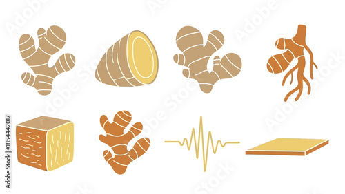 Illustrated Ginger Rhizome Botanical Spice Used in Traditional Medicine for Digestive Health