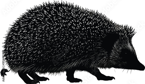 Silhouette of a hedgehog walking carefully