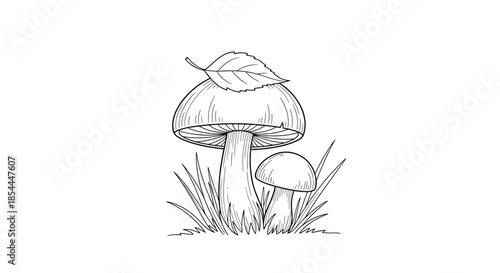 Detailed black and white ink drawing of two mushrooms in the grass, rendered in a vintage engraving style with fine hatching lines.