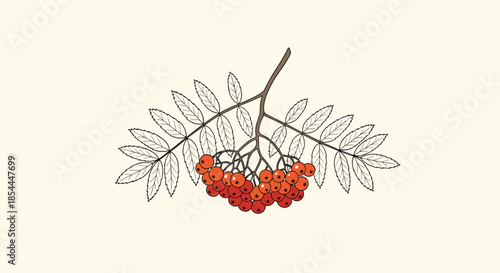 Vintage-style botanical illustration of a rowan branch with detailed leaves and a vibrant cluster of red mountain ash berries.