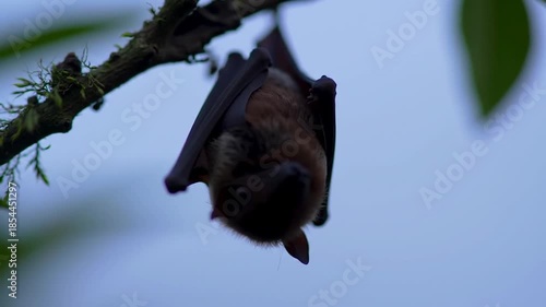 Bat hanging upside down on a branch against a clear sky background
