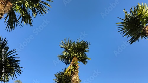 Tropical Palm Tree Against Blue Sky. Palm Tree Swaying in the Wind. Palm Tree Leaves Moving Gently. Exotic Palm Tree in Summer Breeze.