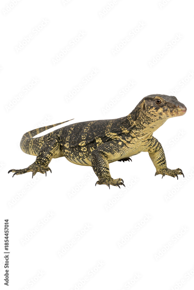 Obraz premium detailed photograph of a wild water monitor lizard basking in the sun, its scaly skin and sharp claws visible, ideal for nature and wildlife blogs.