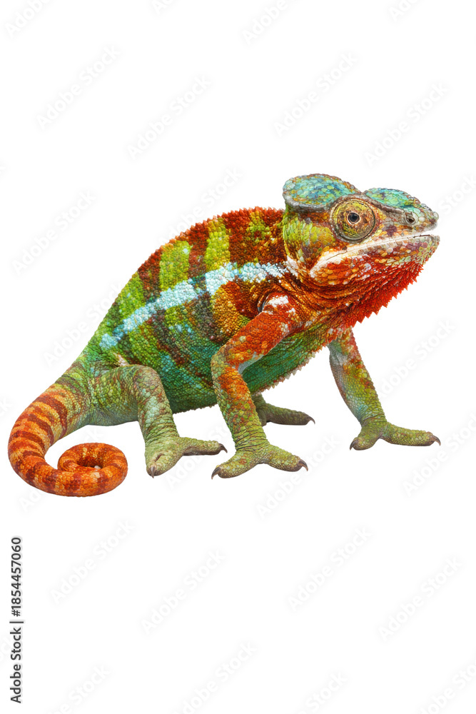 Fototapeta premium striking image of a panther chameleon displaying its vibrant scales, ridges, and signature casque against a black backdrop, with direct eye contact